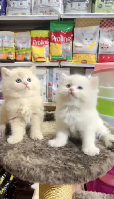 Persian kittens whatp 0370 ///4602310