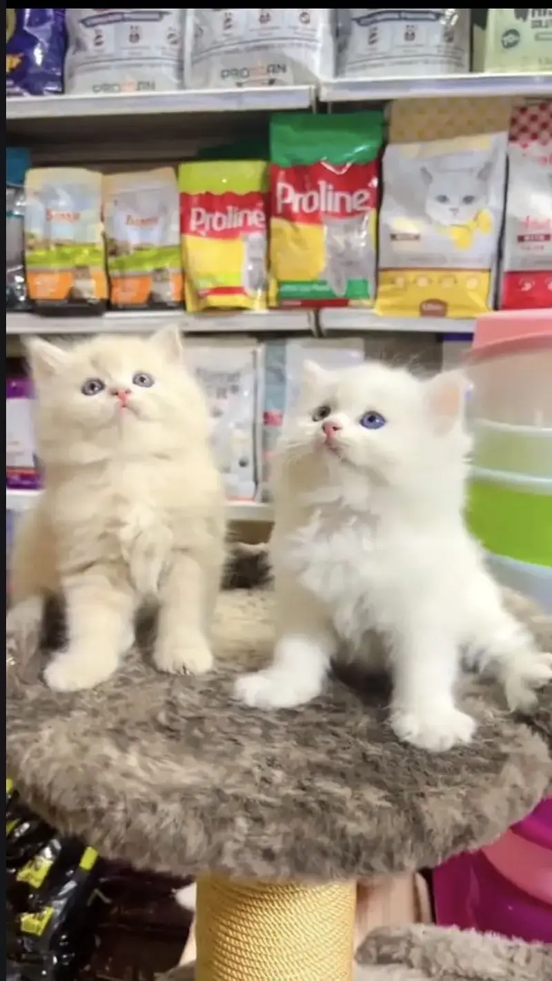Persian kittens whatp 0370 ///4602310 — photo 2