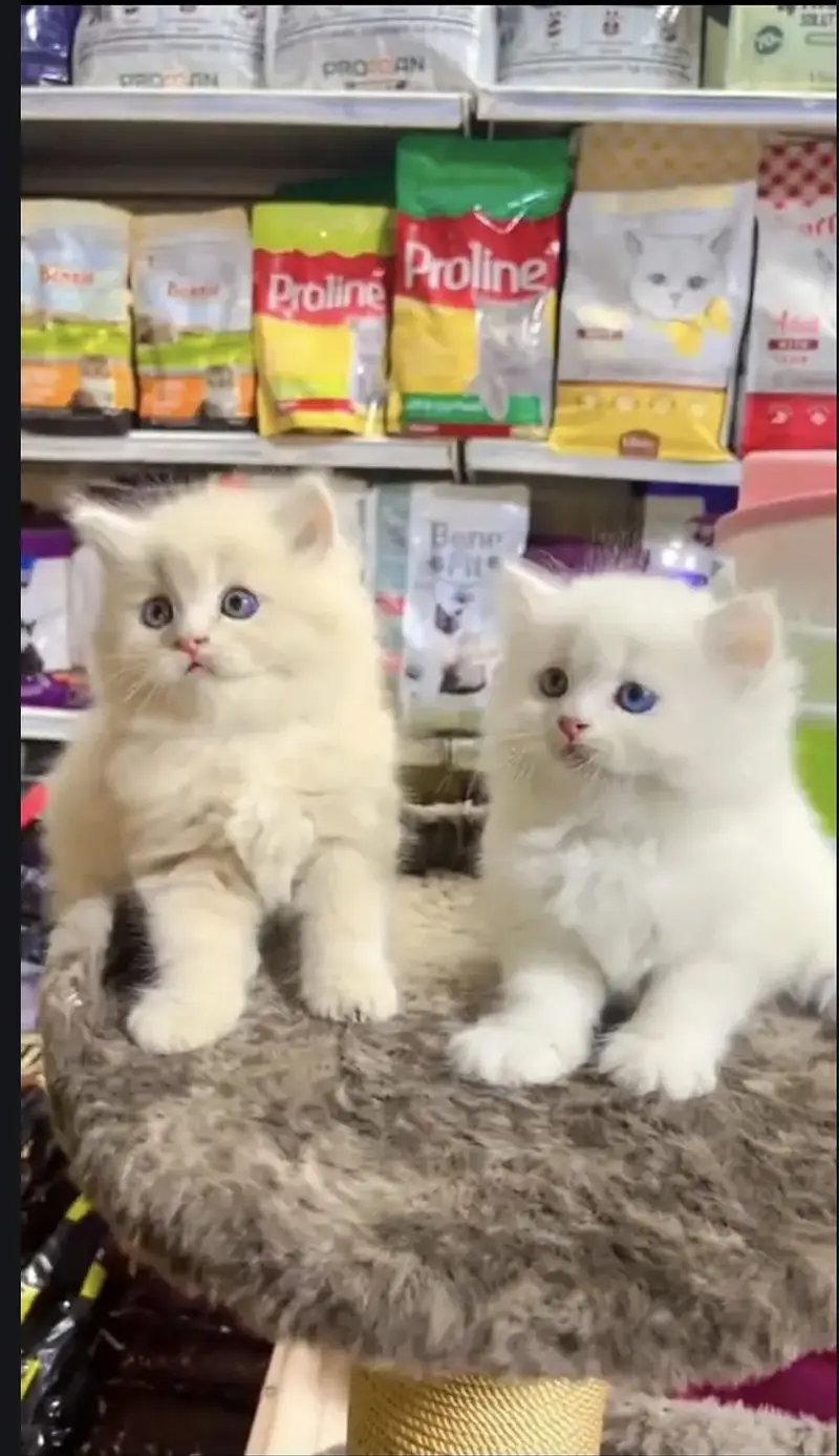 Persian kittens whatp 0370 ///4602310 — photo 3