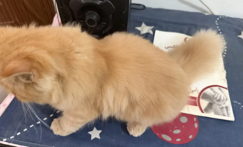 Parshion kitten cat male . — photo 4