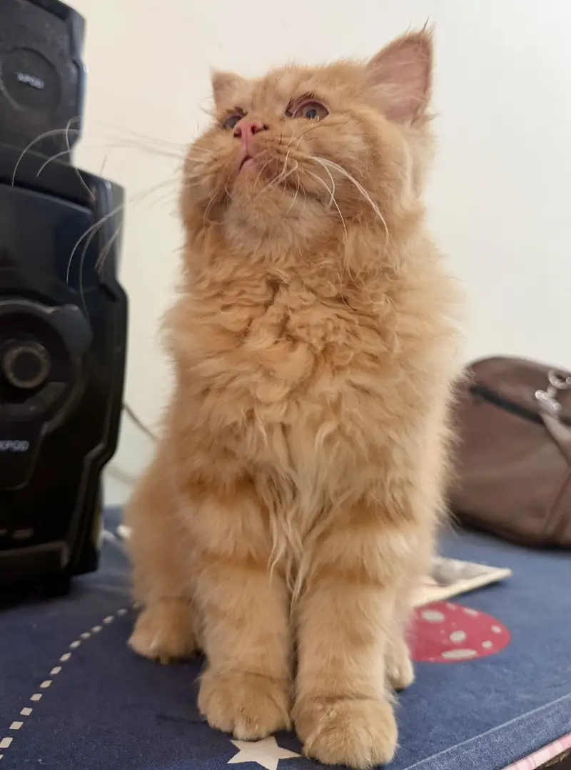 Parshion kitten cat male . — photo 5