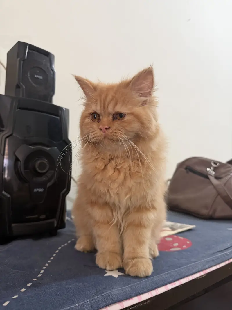 Parshion kitten cat male . — photo 6
