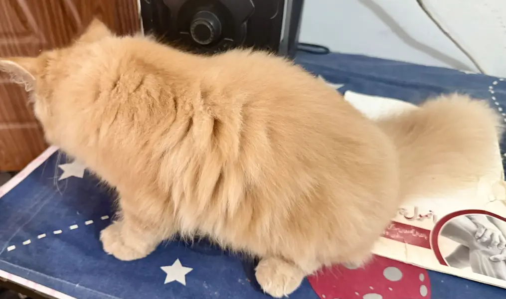 Parshion kitten cat male . — photo 7