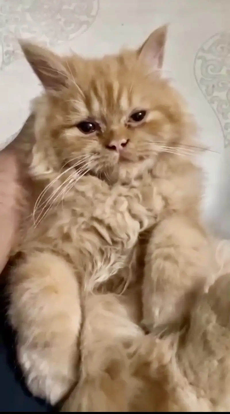 Parshion kitten cat male . — photo 8