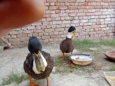 Swedish Ducks