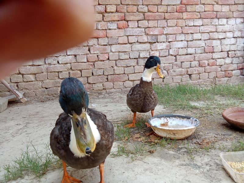 Swedish Ducks 0