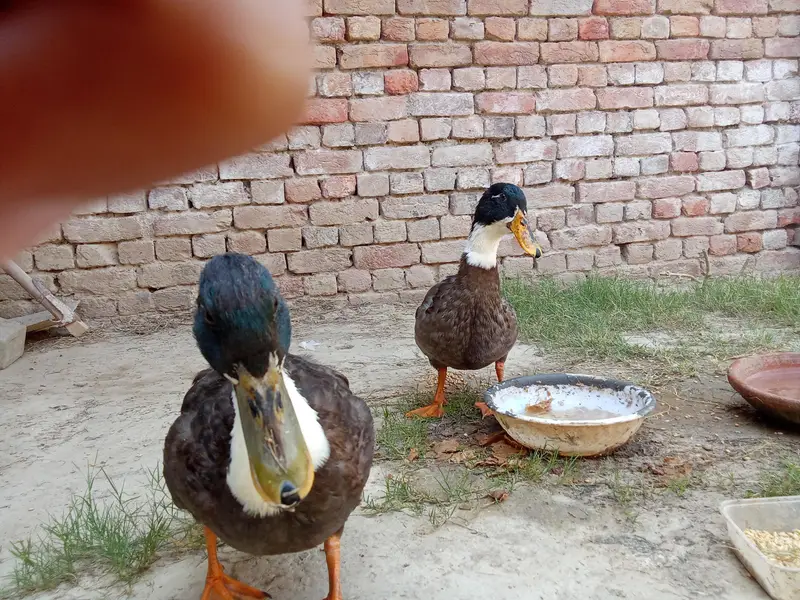Swedish Ducks