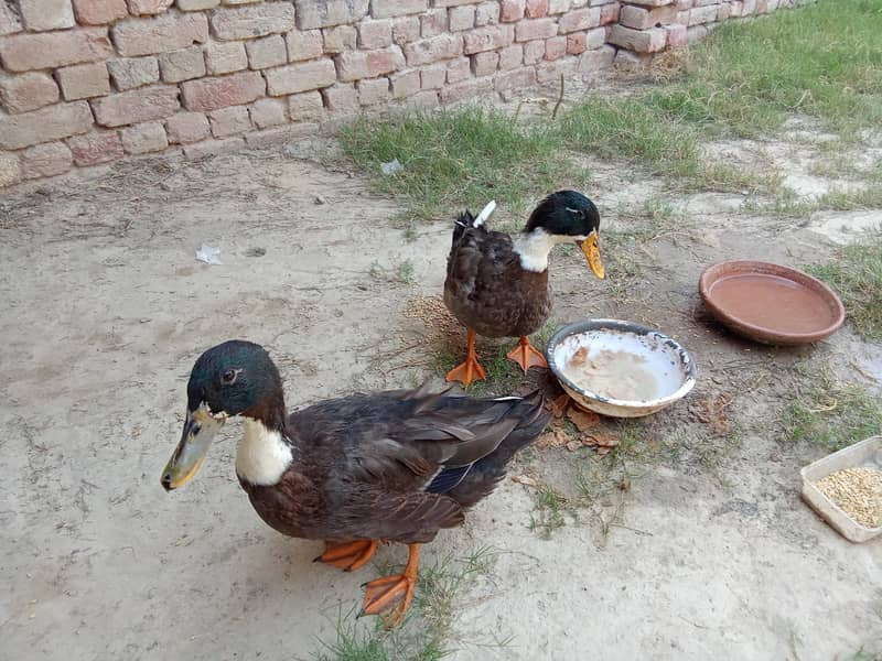 Swedish Ducks 1