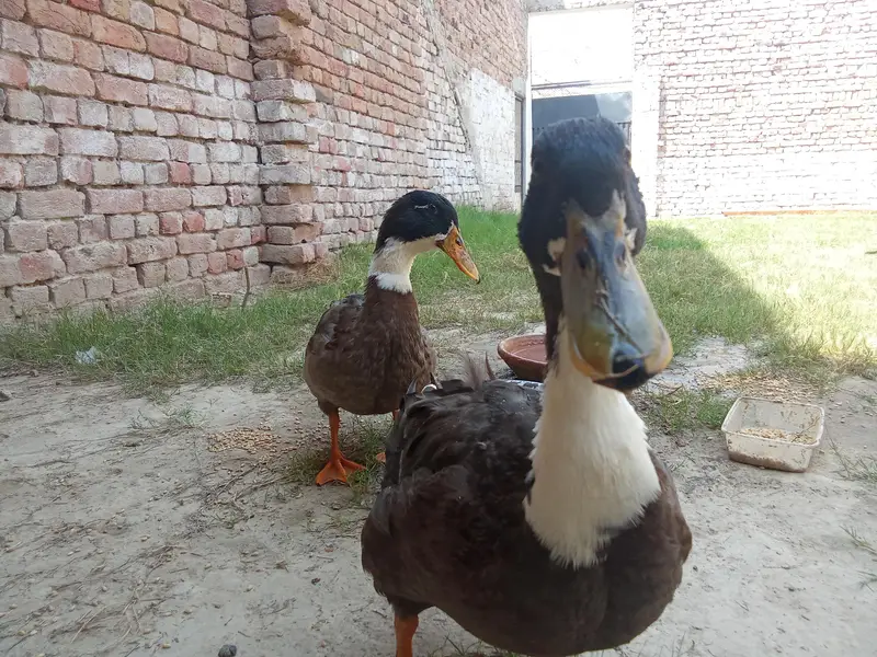 Swedish Ducks — photo 3