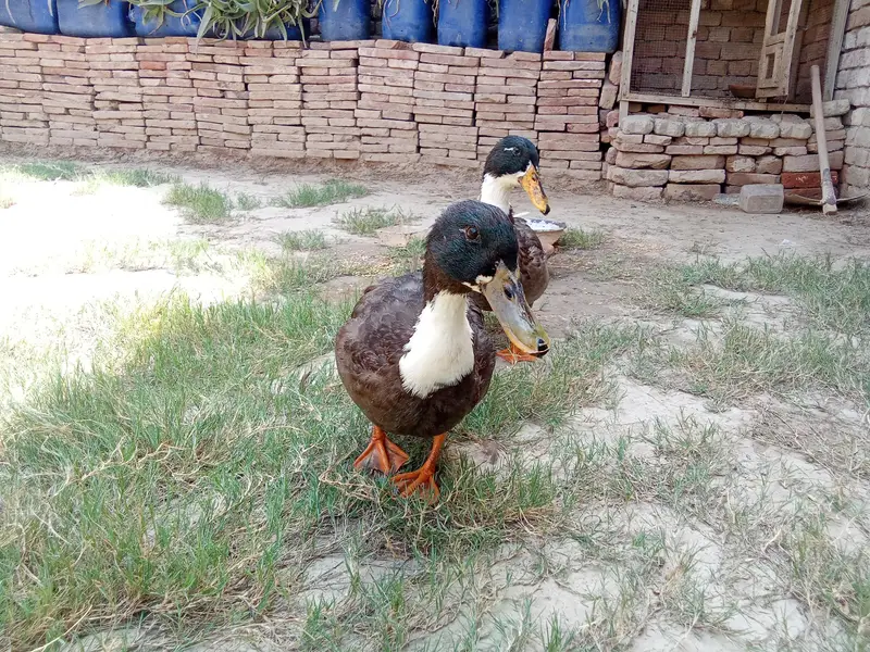 Swedish Ducks — photo 4