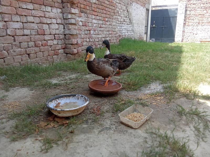 Swedish Ducks 4
