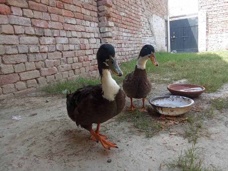 Swedish Ducks 5