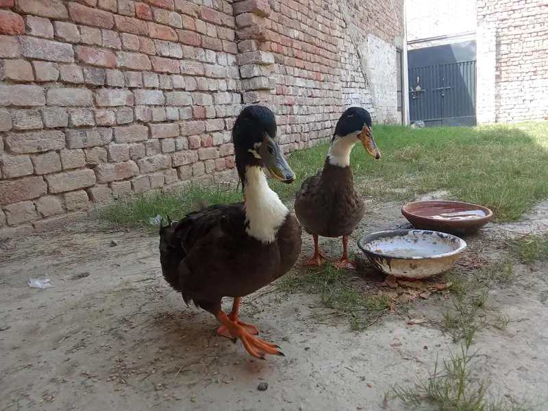 Swedish Ducks — photo 6