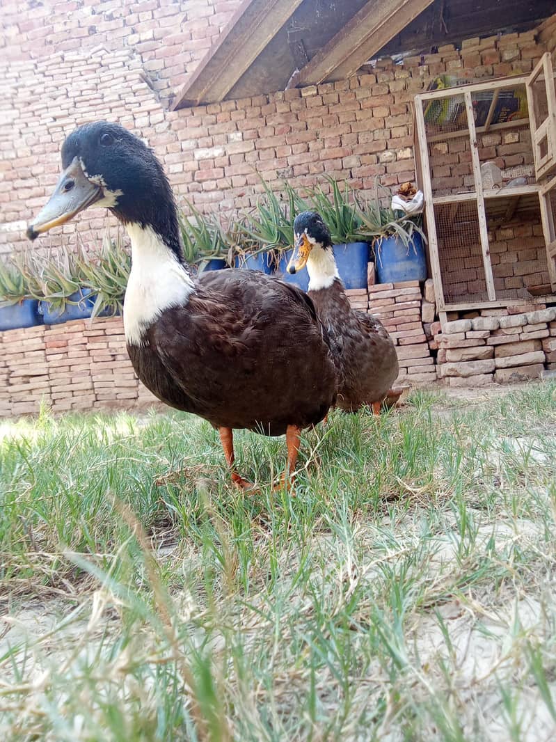 Swedish Ducks 6