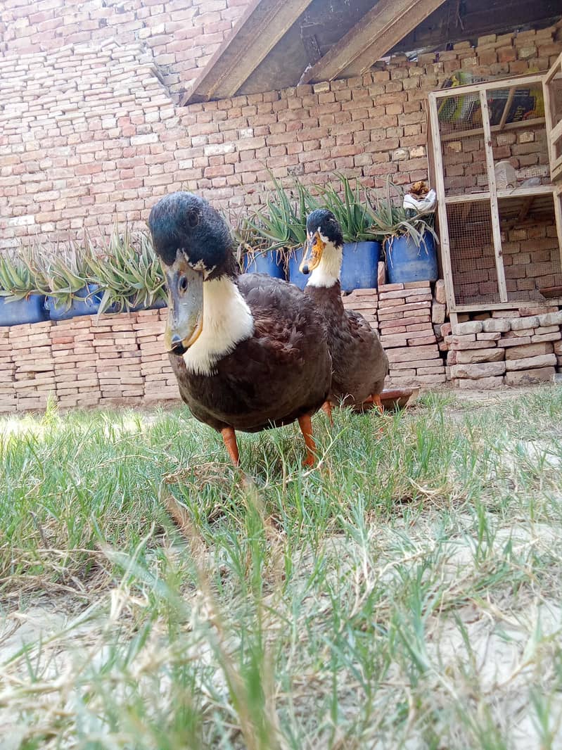 Swedish Ducks 7
