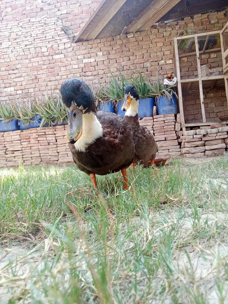 Swedish Ducks — photo 8
