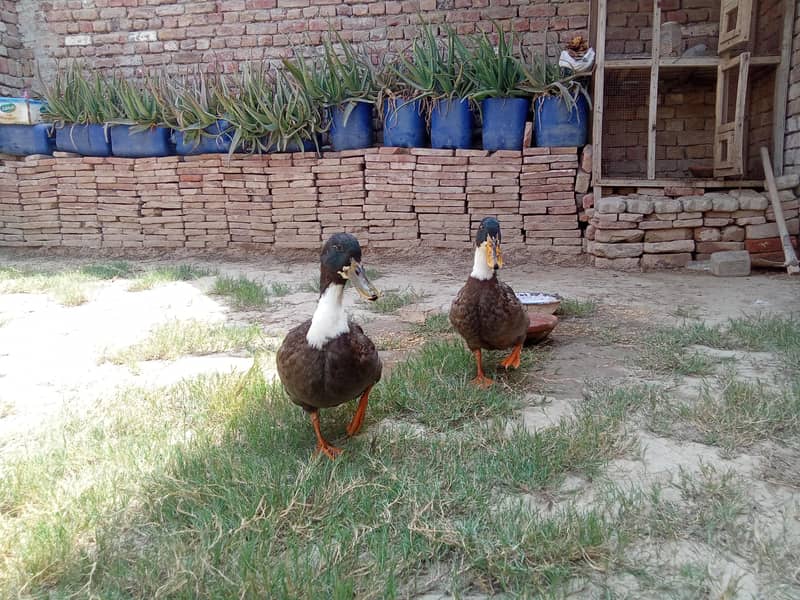 Swedish Ducks 8