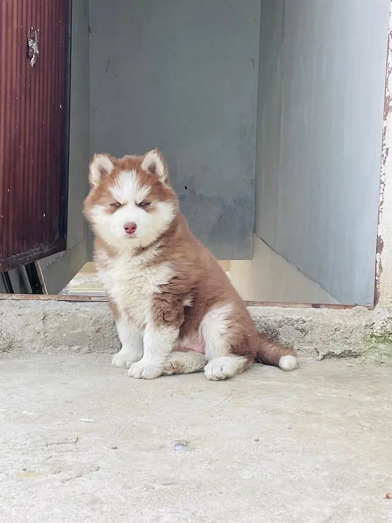 Siberian husky puppy