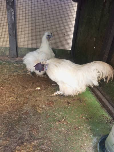fancy hens