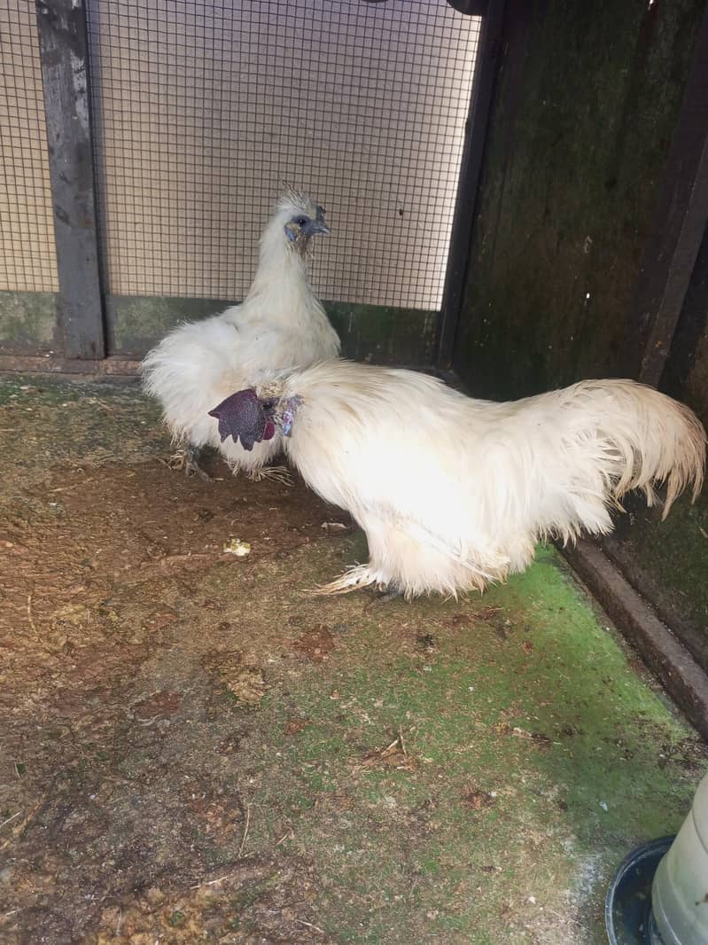 fancy hens 0
