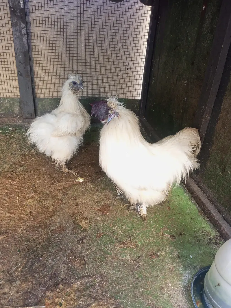 fancy hens — photo 2