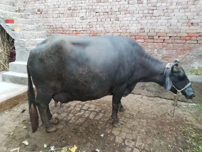 06.09. 2026 ko  aaj soie — photo 2