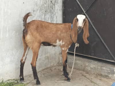 Dasi bakri for sale 2 dant hai mashallah bht acha hai