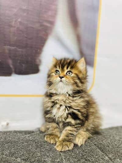 Cash on delivery parshion punch face kittens