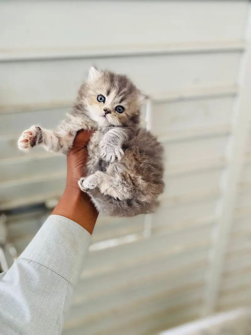 Cash on delivery parshion punch face kittens — photo 4