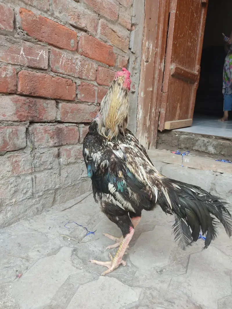 Mianwali Jawa — photo 2