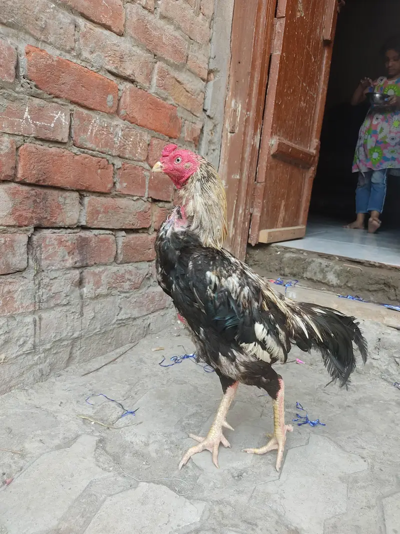 Mianwali Jawa — photo 3