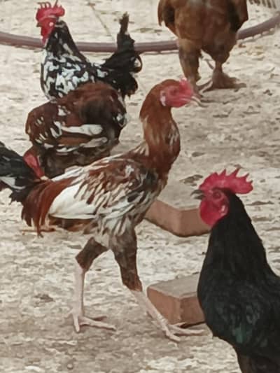 fancy bantams