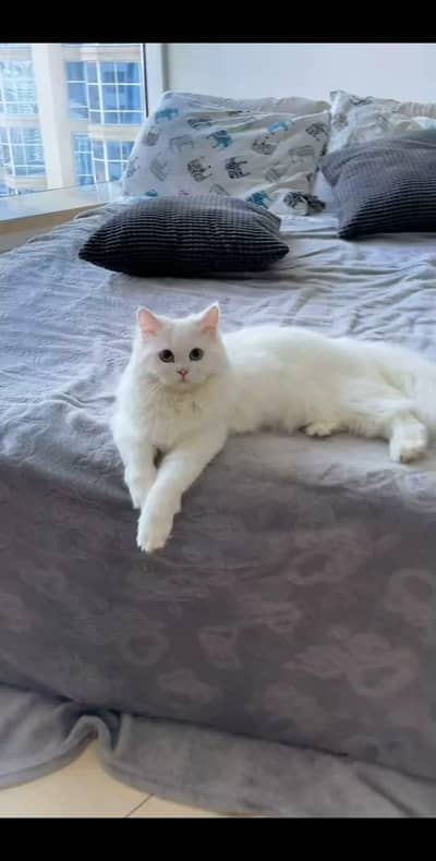 pertion cat triple  coat male breeder cat.