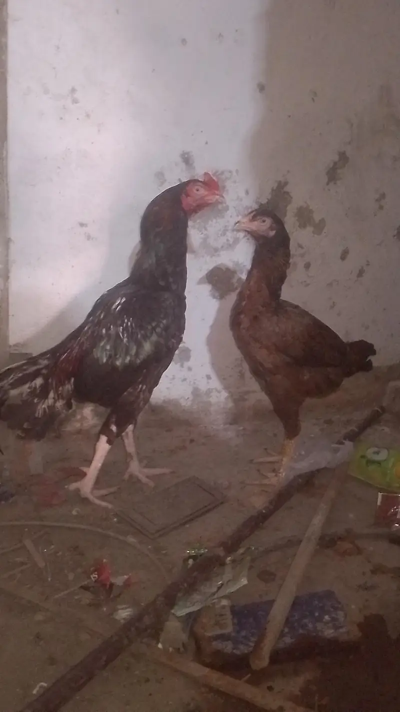 aseel lakha mushka lasaani — photo 2