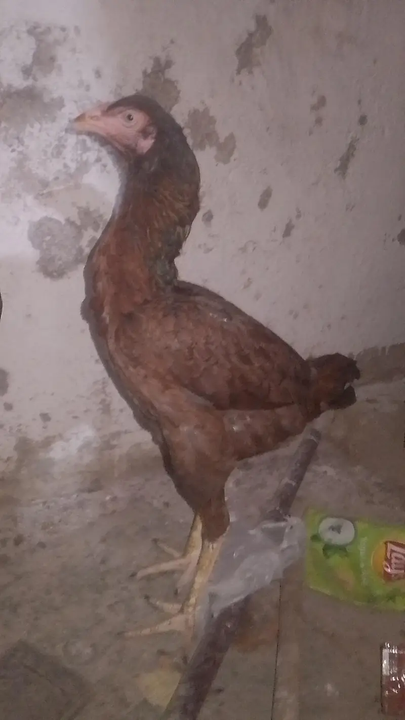 aseel lakha mushka lasaani — photo 3
