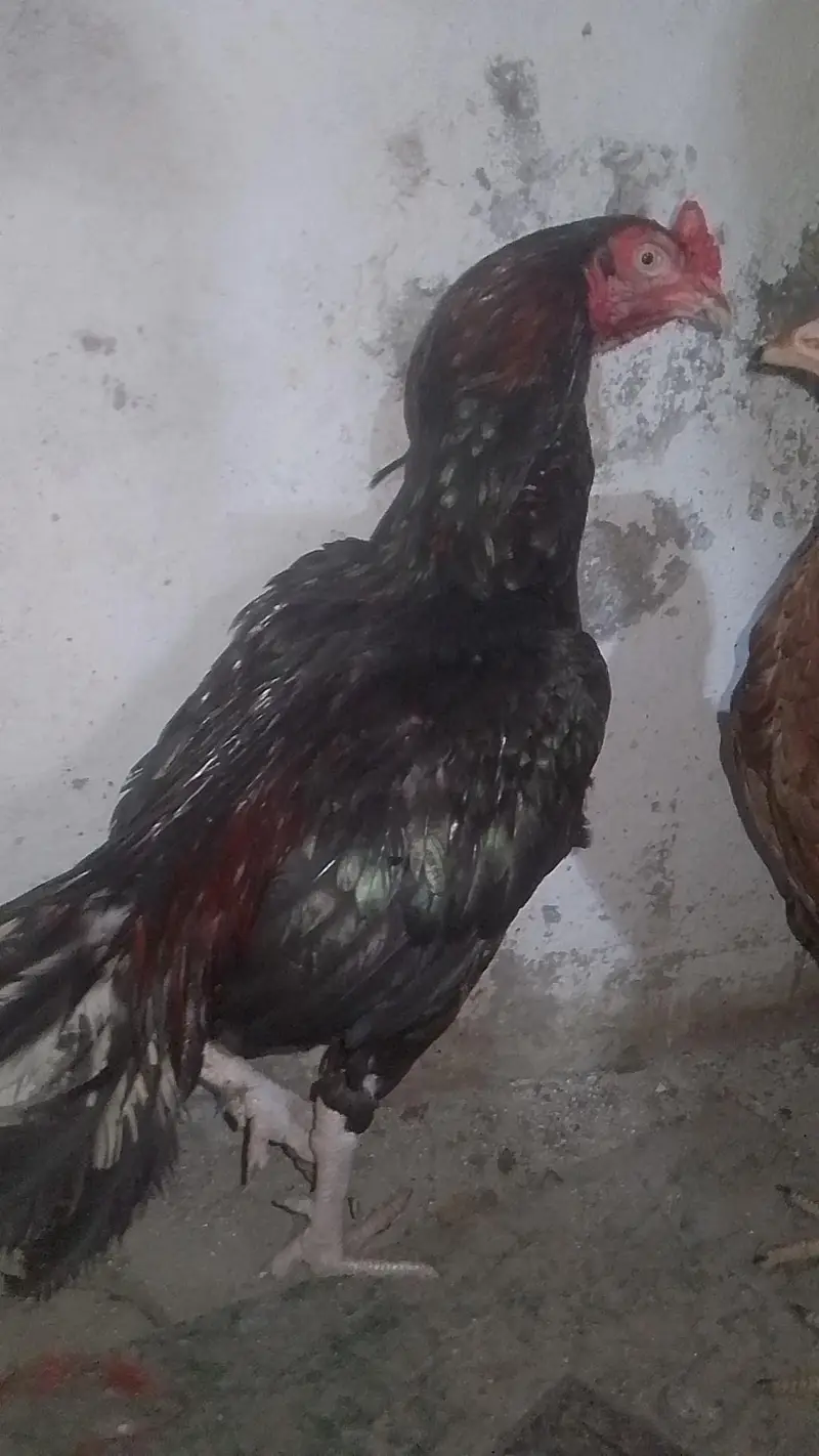 aseel lakha mushka lasaani — photo 4