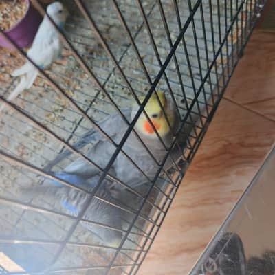 Astralian and cocktail parot
