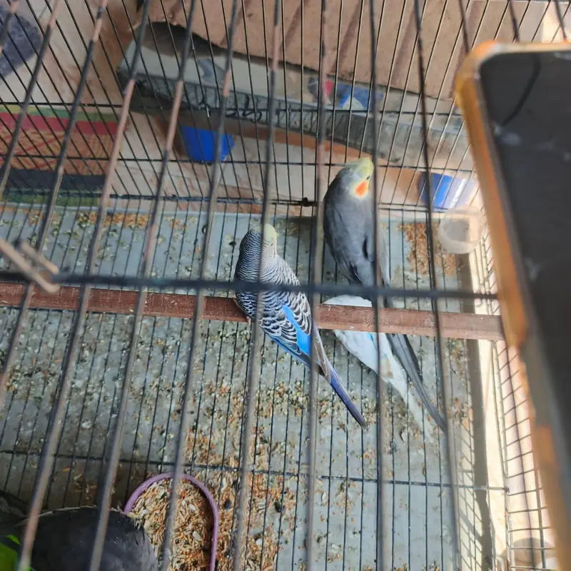 Astralian and cocktail parot — photo 2