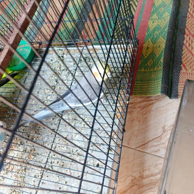 Astralian and cocktail parot — photo 3
