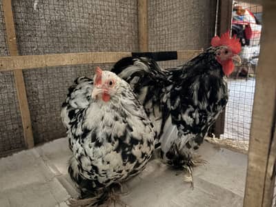 Molted bantam pair