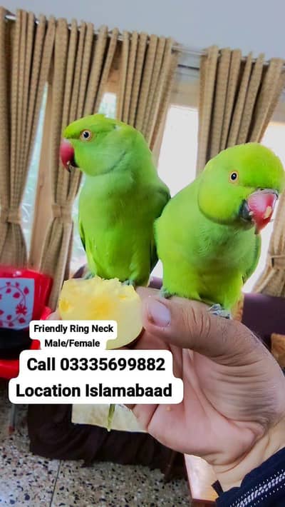 Pair Hand Tamed Friendly Green Ring Neck Parrot's Male/Female