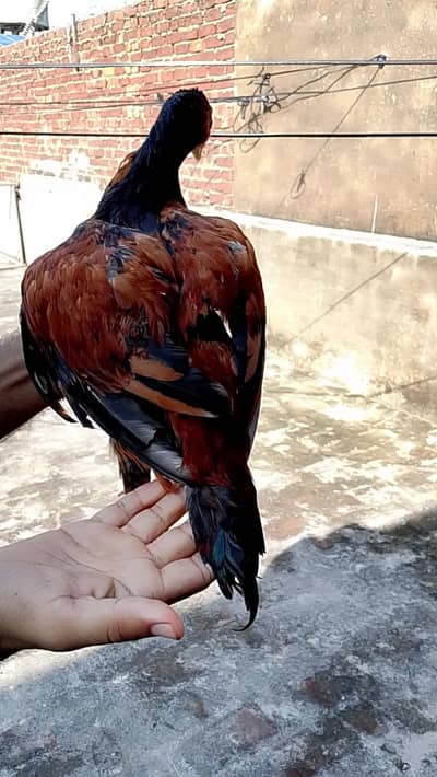 WhatsApp number 03025078746 male for sale serious by contact