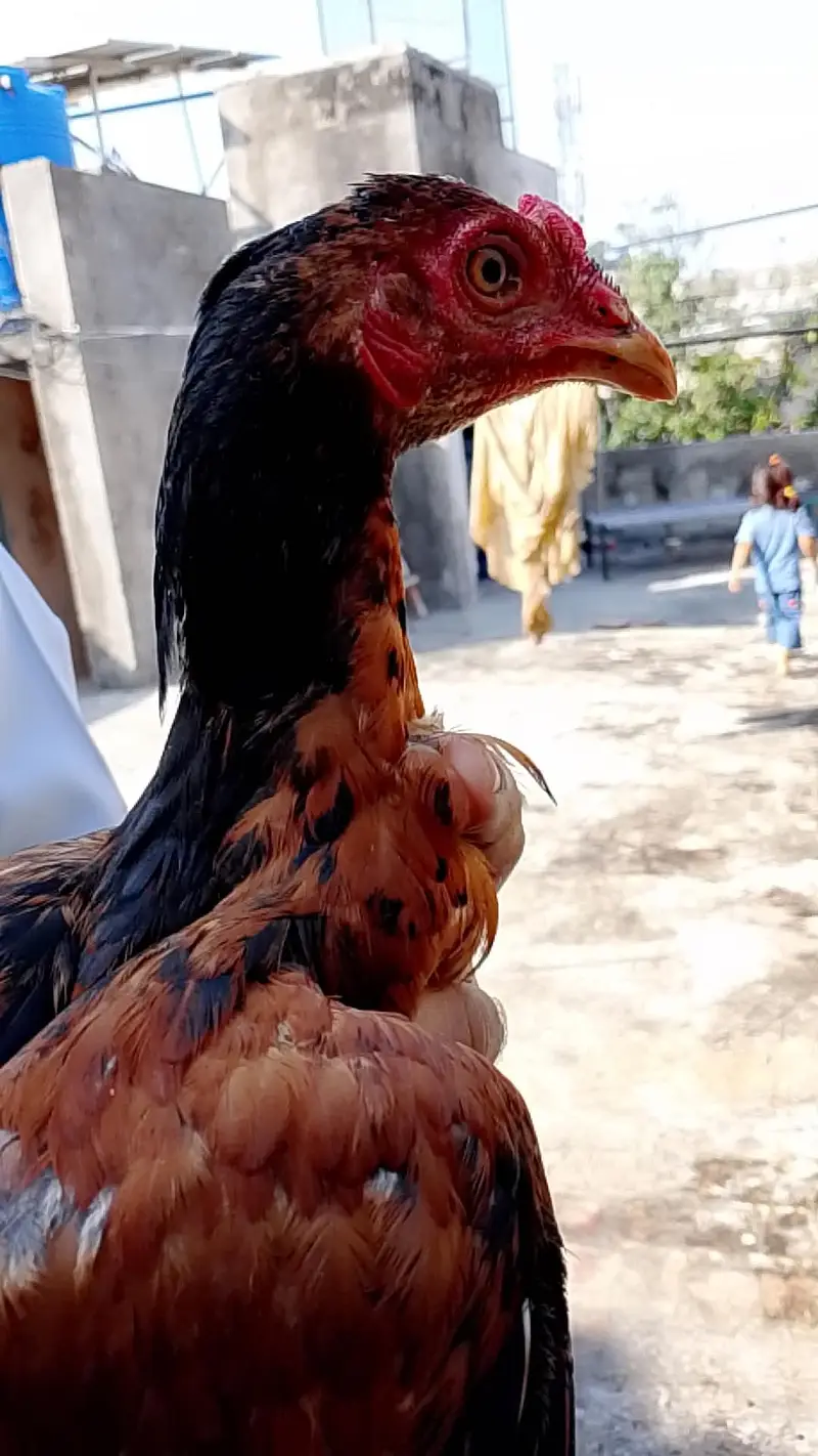 WhatsApp number 03025078746 male for sale serious by contact — photo 2