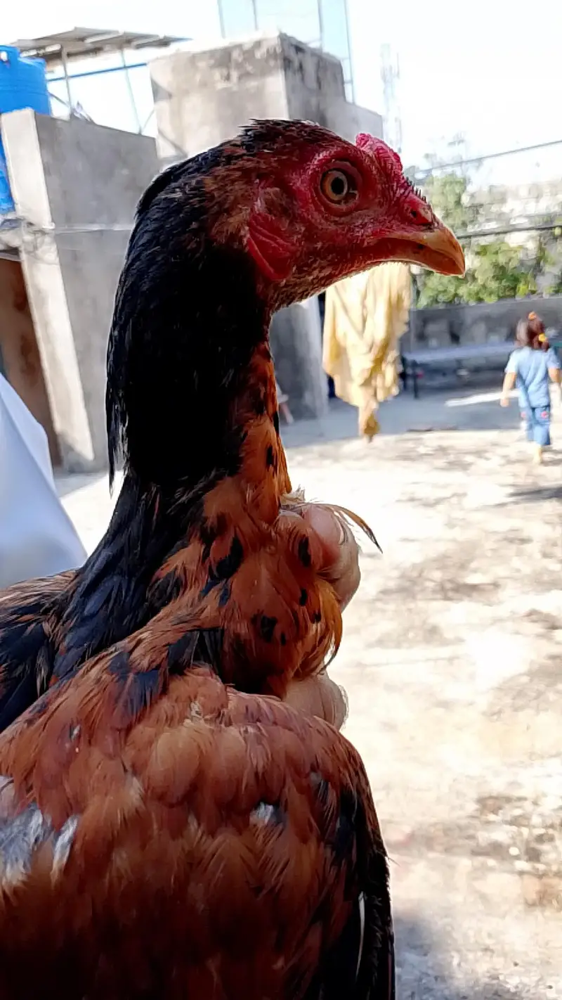 WhatsApp number 03025078746 male for sale serious by contact — photo 5