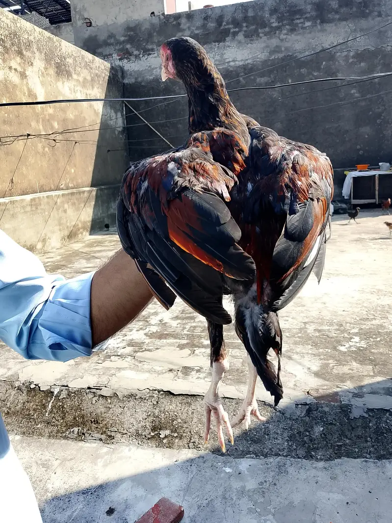 WhatsApp number 03025078746 male for sale serious by contact — photo 9