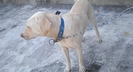 Lerbradore female 4months 18 days age