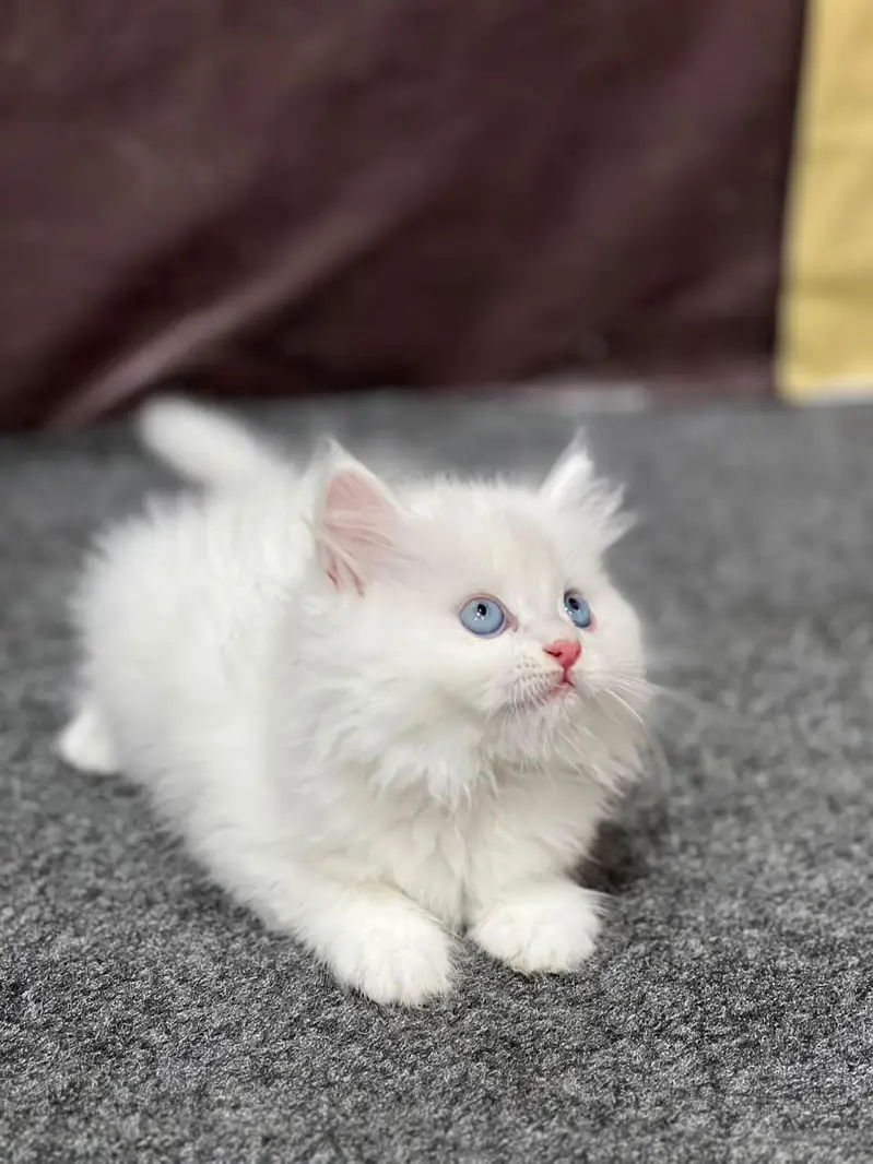 Cash on delivery parshion punch face kittens — photo 3