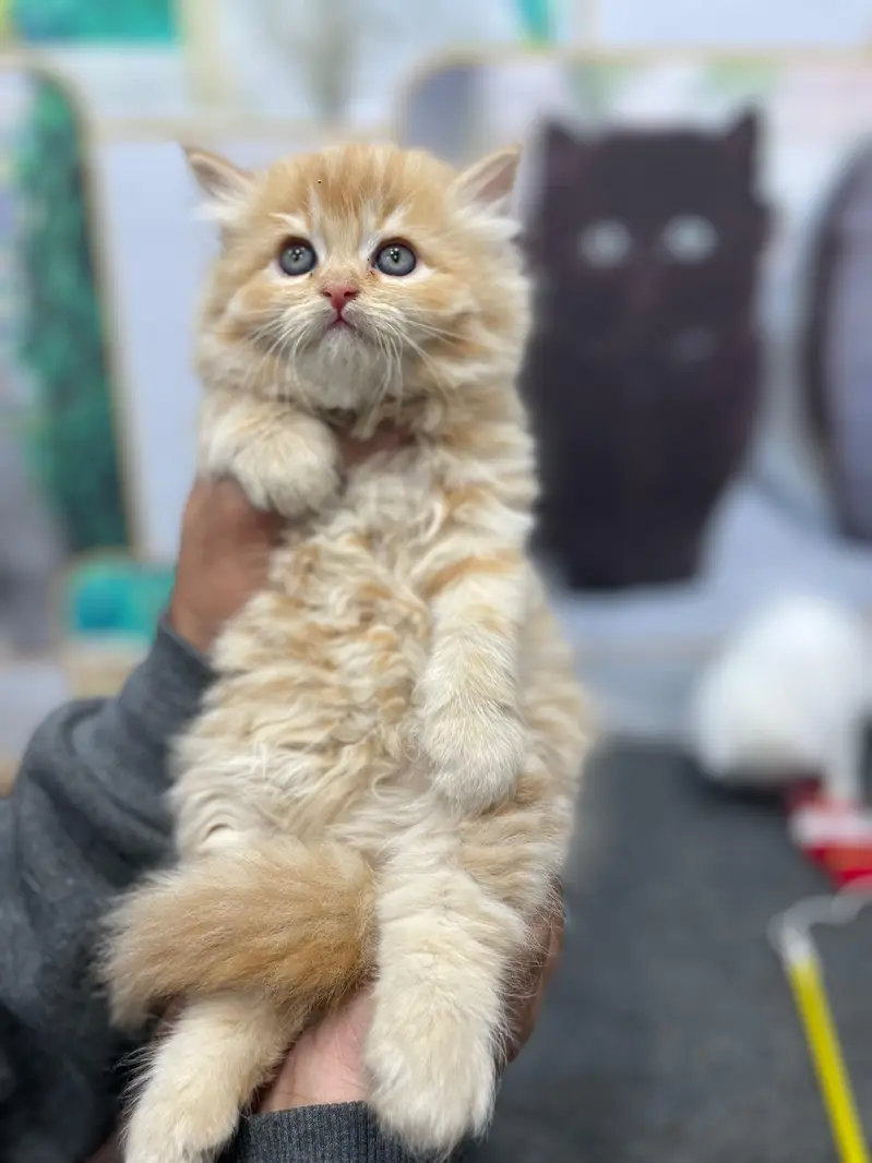 Cash on delivery parshion punch face kittens — photo 6