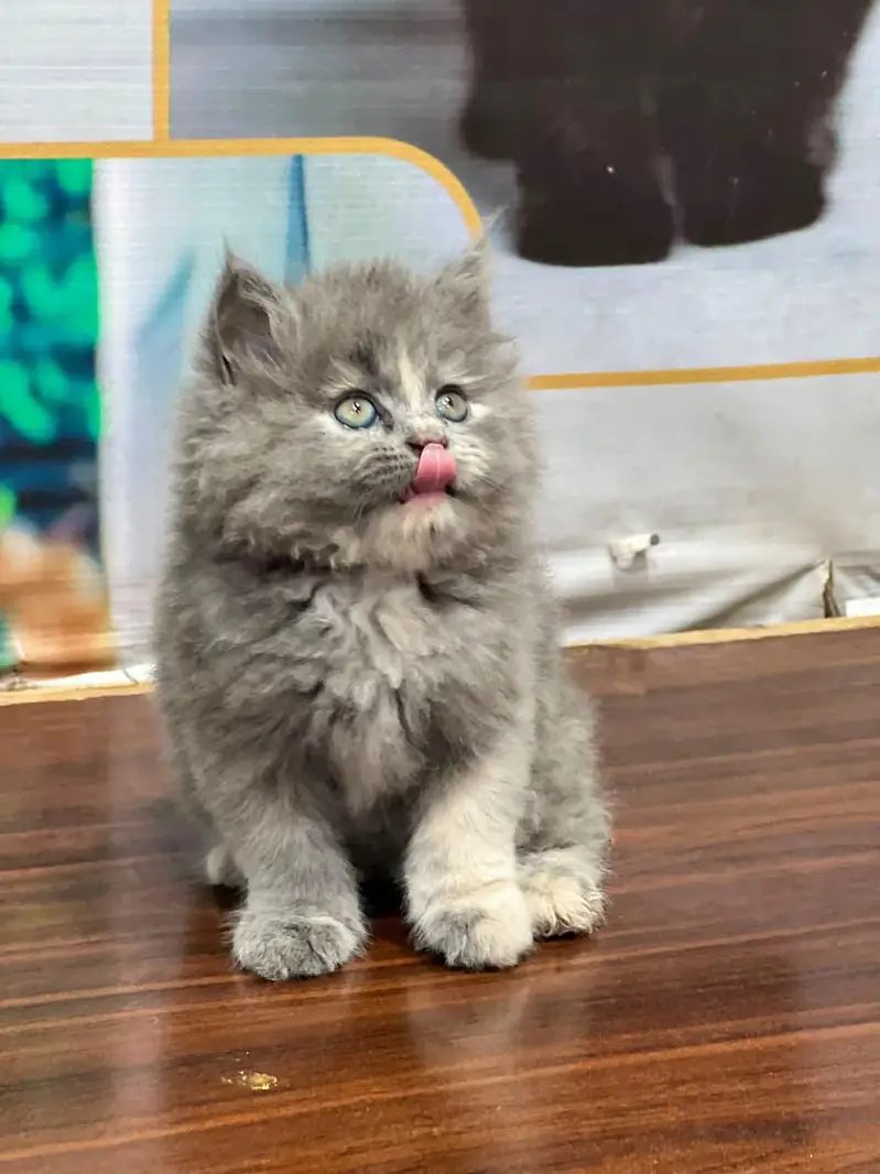 Cash on delivery parshion punch face kittens — photo 12