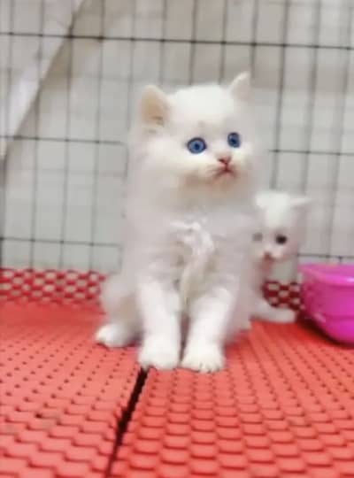Persian kittens whatp 0370 ///4602310